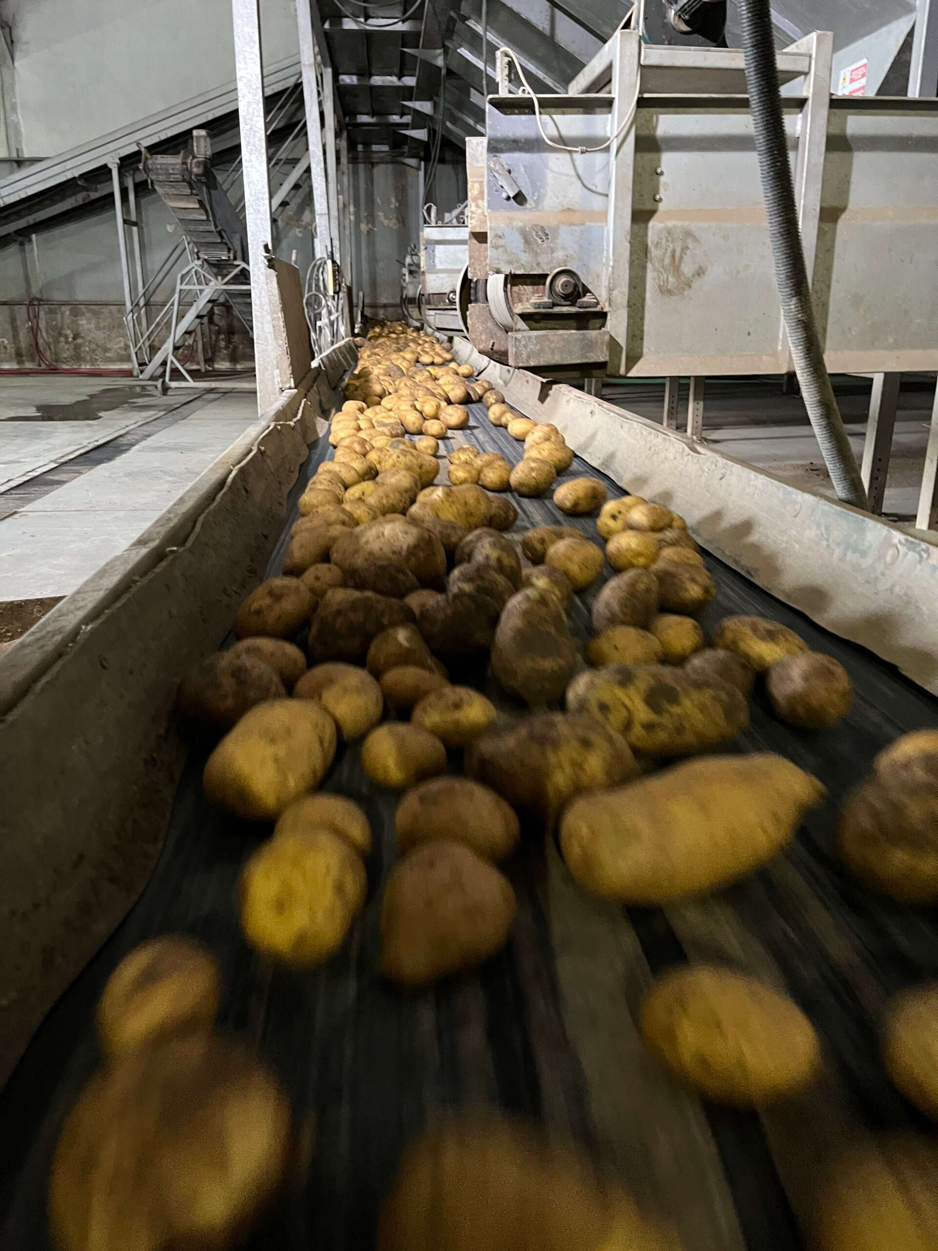 turfan-tarimsal-bolu-patates-fabrikasi-00018