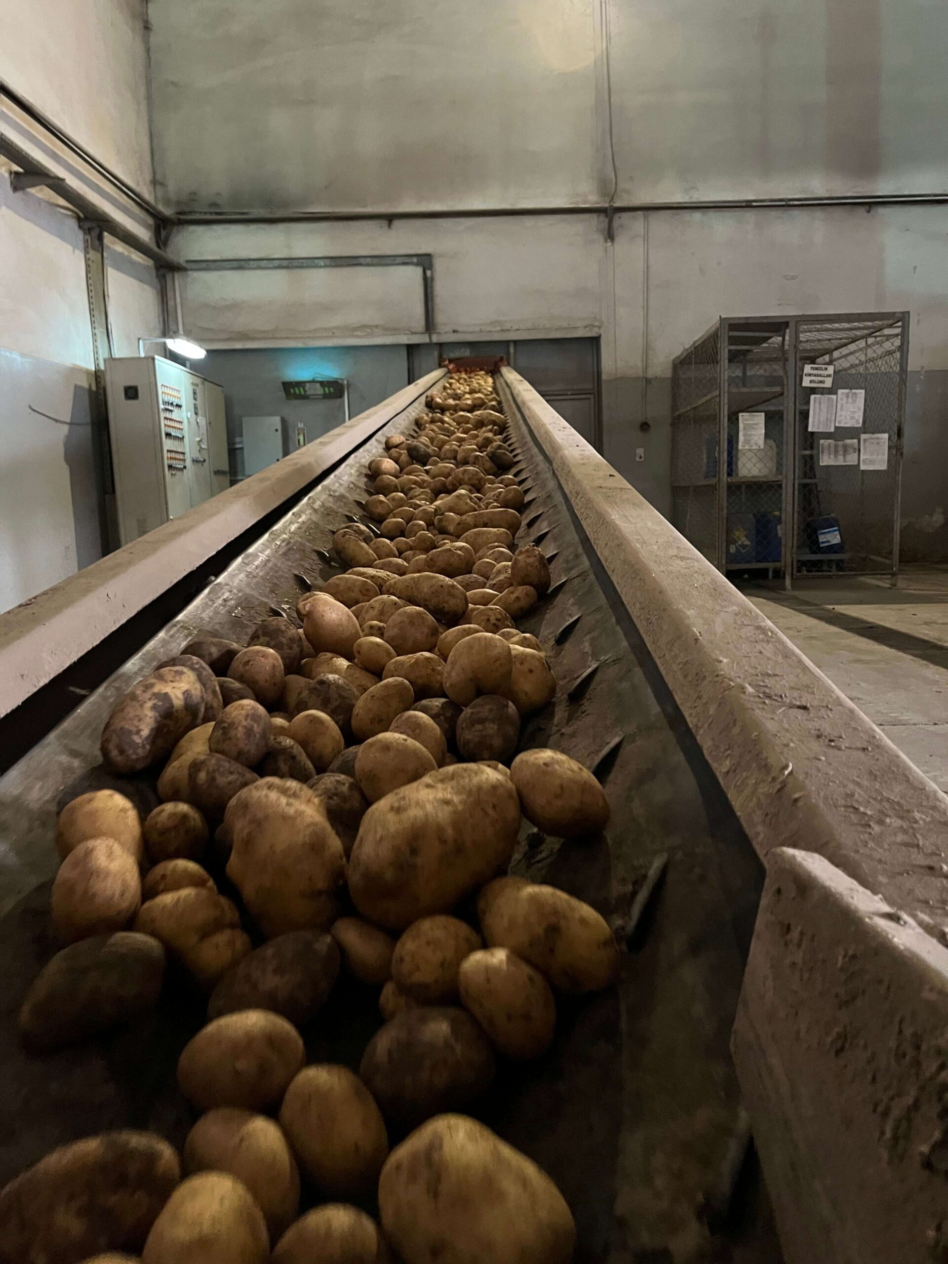 turfan-tarimsal-bolu-patates-fabrikasi-00019